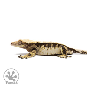 Male Tricolor White Wall Crested Gecko Cr-2694 facing left