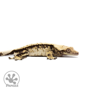 Male Tricolor White Wall Crested Gecko Cr-2694 facing right