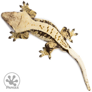 Male Tricolor White Wall Crested Gecko Cr-2694 from above