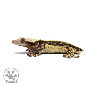 Male White Wall Quadstripe Crested Gecko Cr-2695 facing left