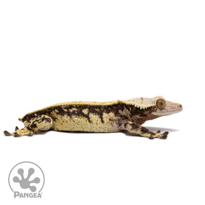 Male White Wall Quadstripe Crested Gecko Cr-2695 facing right