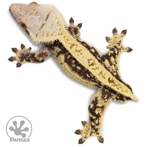 Male White Wall Quadstripe Crested Gecko Cr-2695 from above