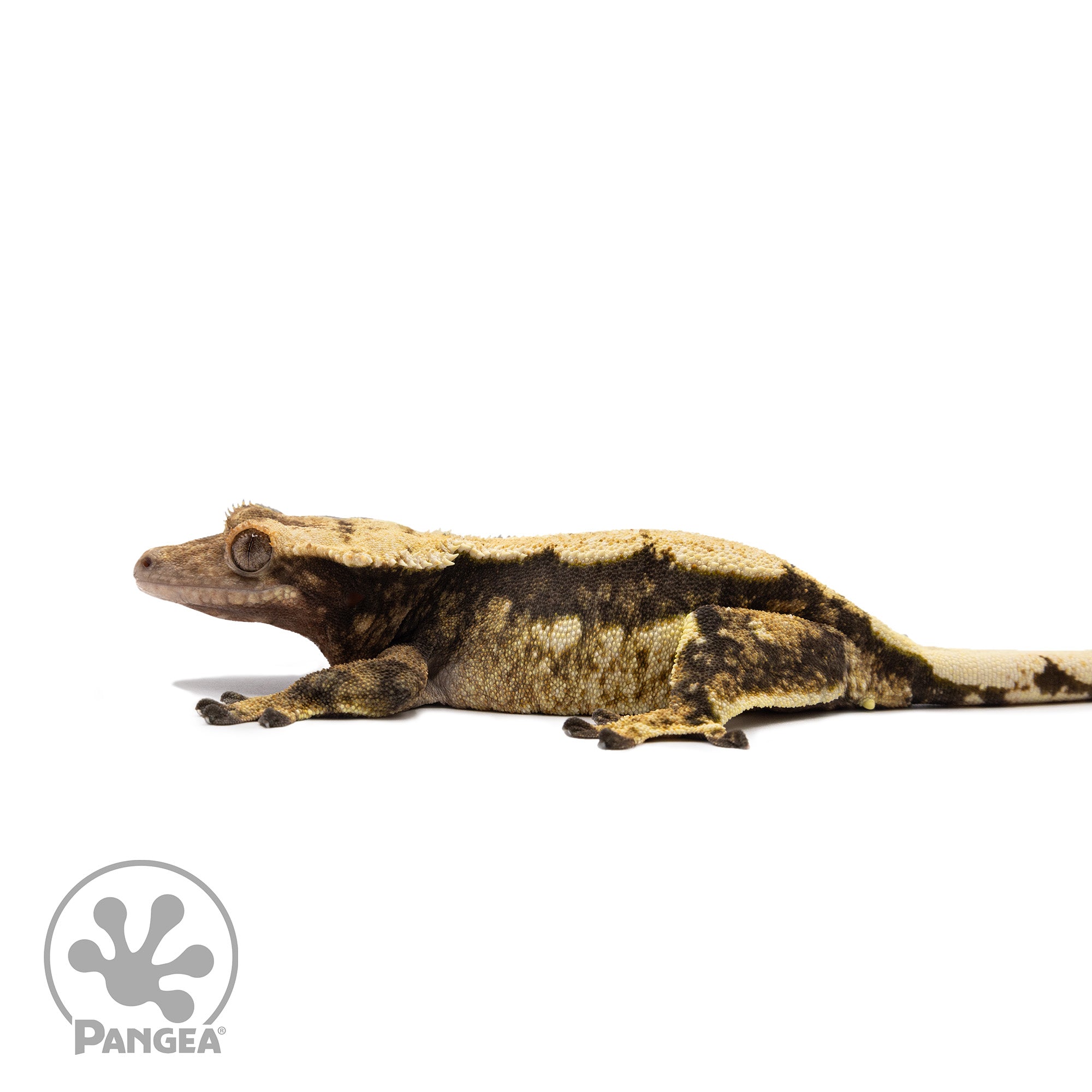 Female Tricolor White Wall Crested Gecko Cr-2697 facing left