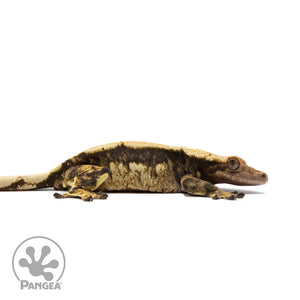 Female Tricolor White Wall Crested Gecko Cr-2697 facing right