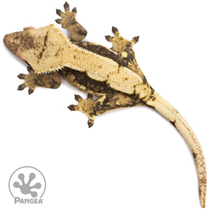 Female Tricolor White Wall Crested Gecko Cr-2697 from above