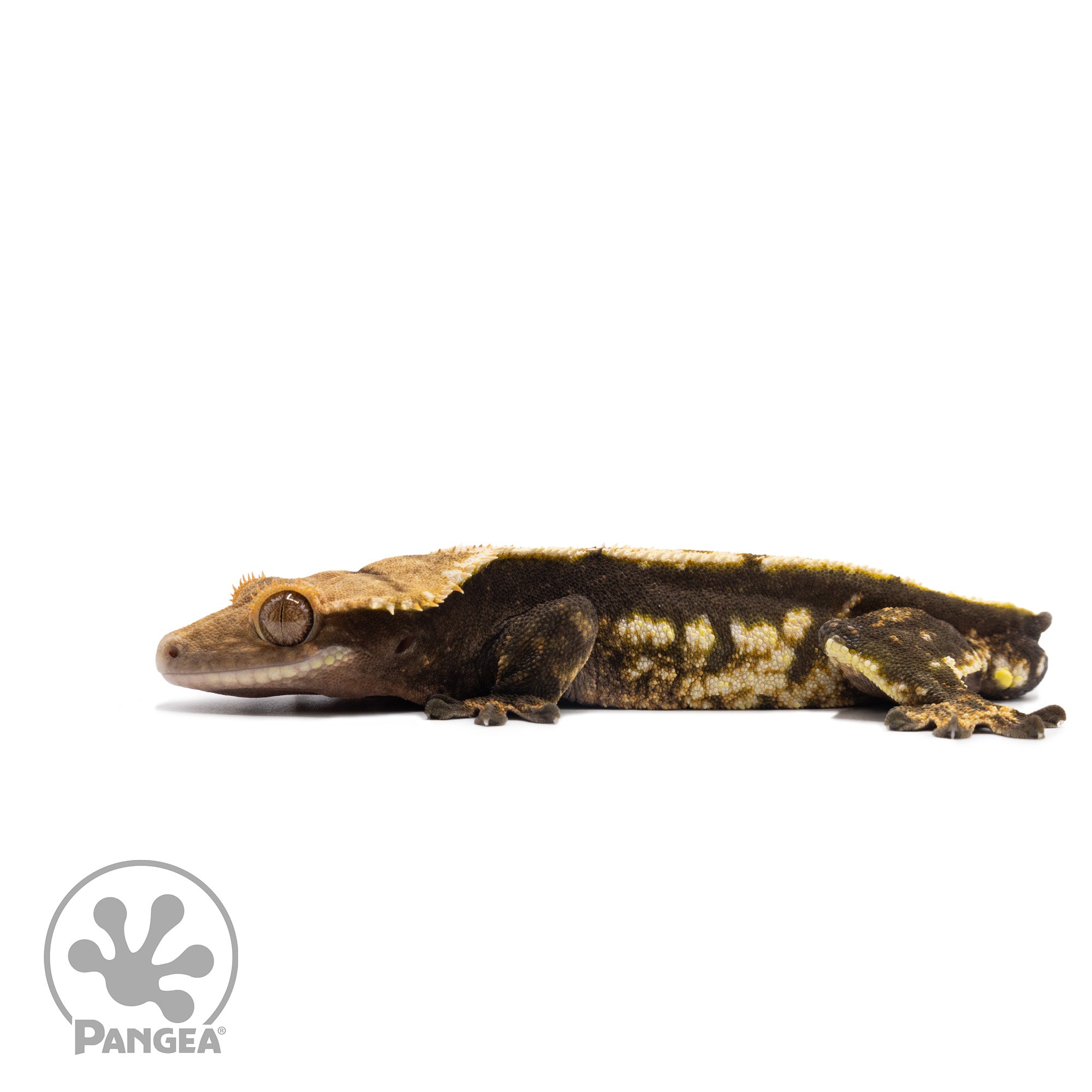 Male Harlequin Crested Gecko Cr-2699