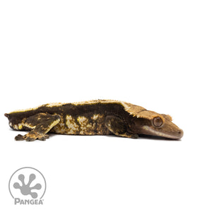 Male Harlequin Crested Gecko Cr-2699