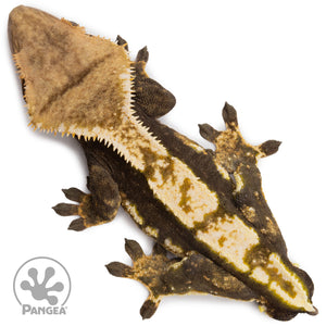 Male Harlequin Crested Gecko Cr-2699