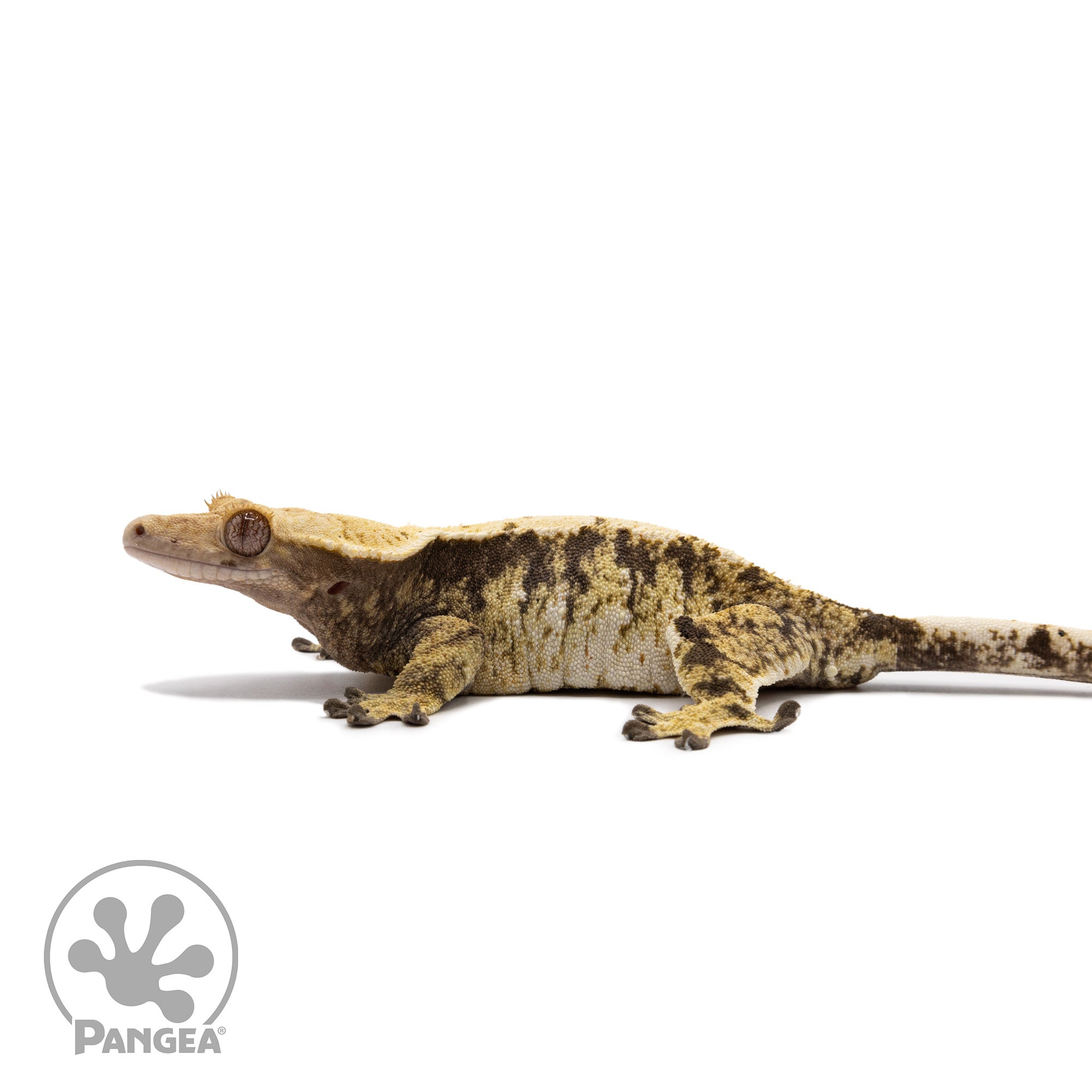 Female Tricolor XXX Crested Gecko Cr-2700 facing left