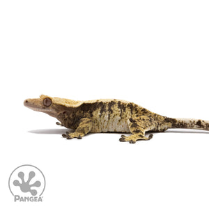 Female Tricolor XXX Crested Gecko Cr-2700 facing left