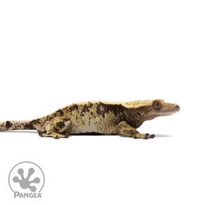 Female Tricolor XXX Crested Gecko Cr-2700 facing right