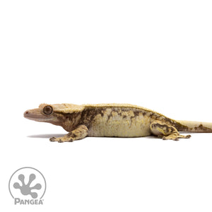 Female Extreme Harlequin Crested Gecko Cr-2701 facing left