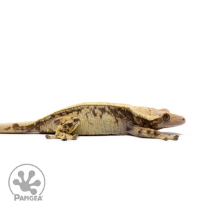 Female Extreme Harlequin Crested Gecko Cr-2701 facing right