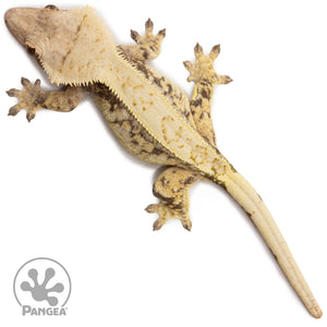 Female Extreme Harlequin Crested Gecko Cr-2701 from above