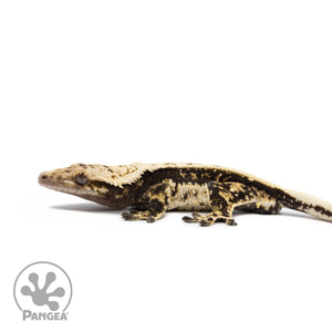 Male Quadstripe Crested Gecko Cr-2702 facing left
