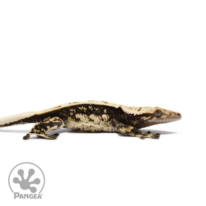 Male Quadstripe Crested Gecko Cr-2702 facing right