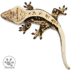 Male Quadstripe Crested Gecko Cr-2702 from above
