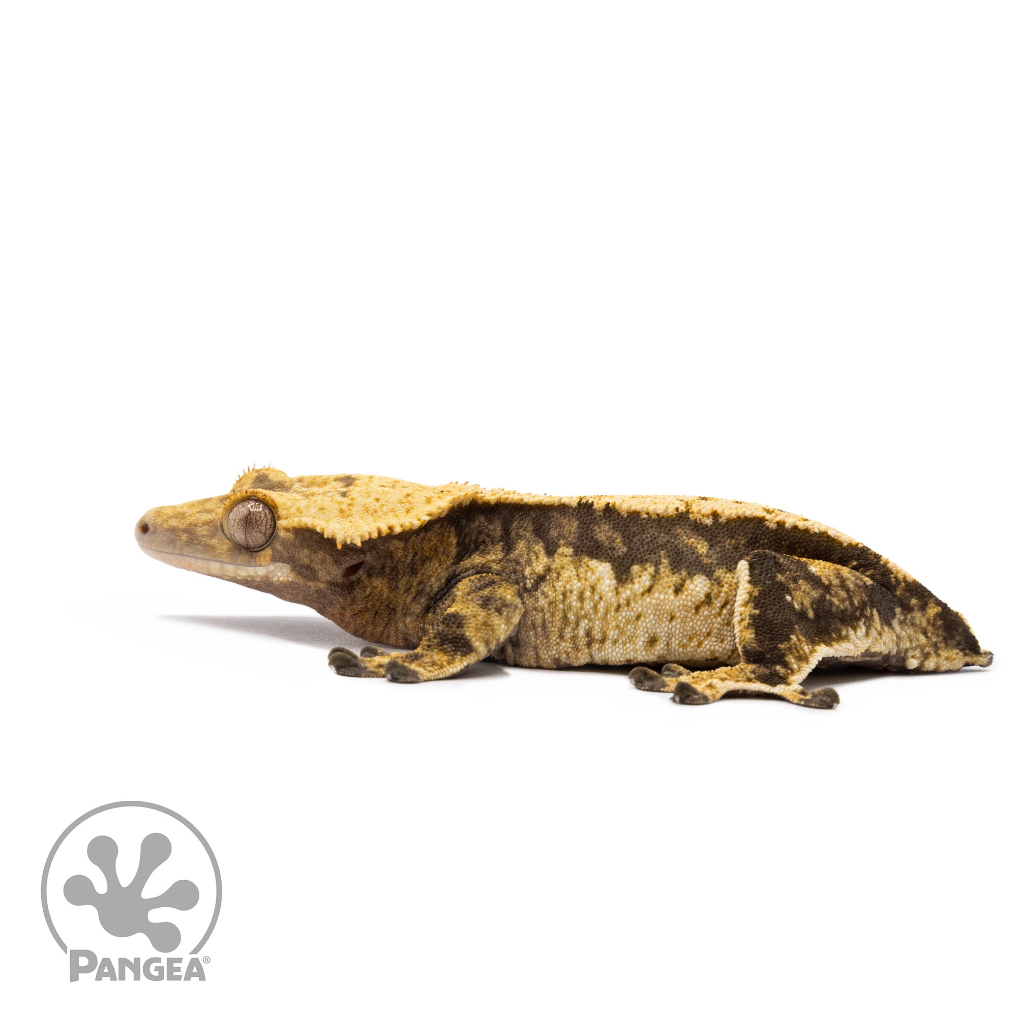 Female Tricolor White Wall Crested Gecko Cr-2703 facing Left