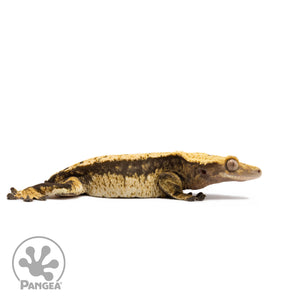 Female Tricolor White Wall Crested Gecko Cr-2703 facing right