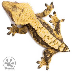 Female Tricolor White Wall Crested Gecko Cr-2703 from above