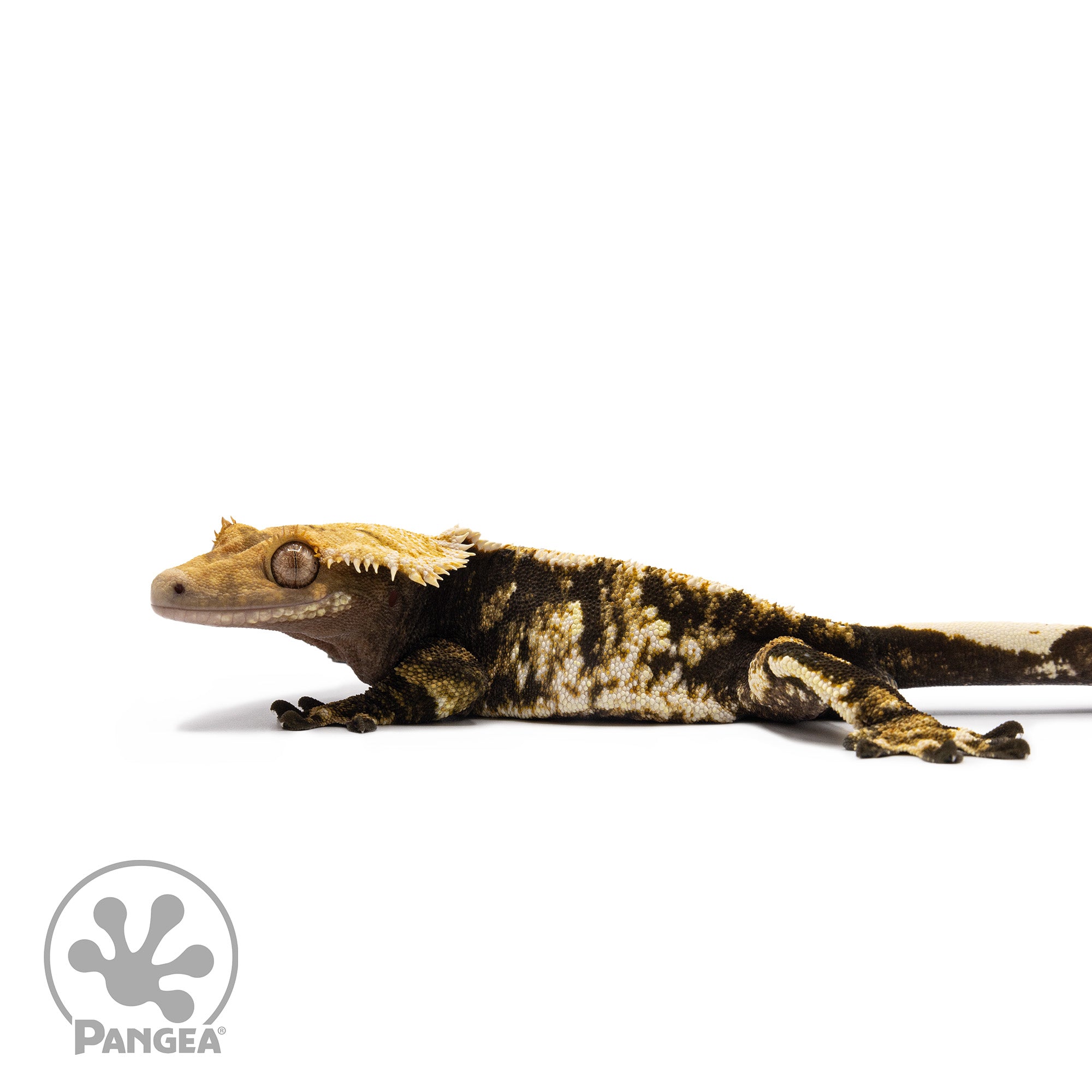 Male Tricolor Extreme Harlequin Crested Gecko Cr-2705 facing left