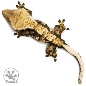 Male Tricolor Extreme Harlequin Crested Gecko Cr-2705 from above