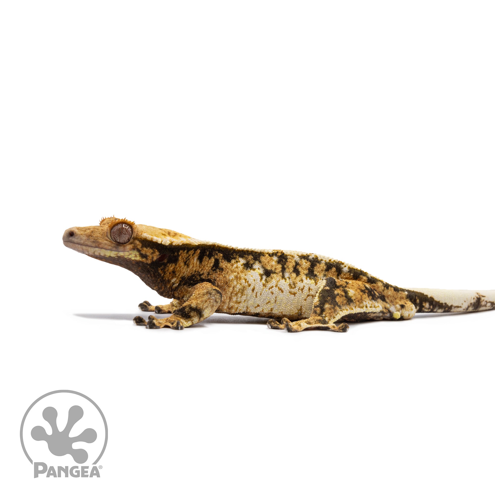 Male Tricolor Extreme Harlequin Crested Gecko Cr-2707 facing left