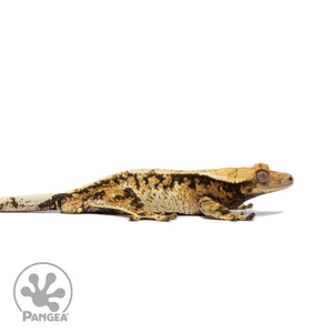 Male Tricolor Extreme Harlequin Crested Gecko Cr-2707 facing right