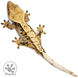 Male Tricolor Extreme Harlequin Crested Gecko Cr-2707 from above