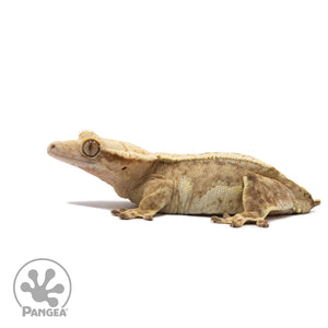 Female Harlequin Crested Gecko Cr-2708 facing left