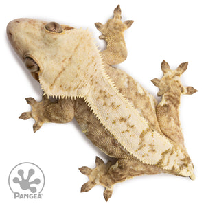 Female Harlequin Crested Gecko Cr-2708 from above