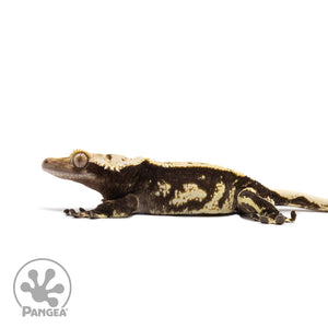 Male Harlequin Crested Gecko Cr-2711 facing left