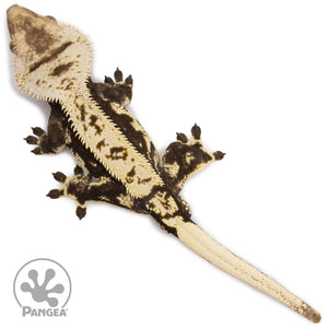 Male Harlequin Crested Gecko Cr-2711 from above