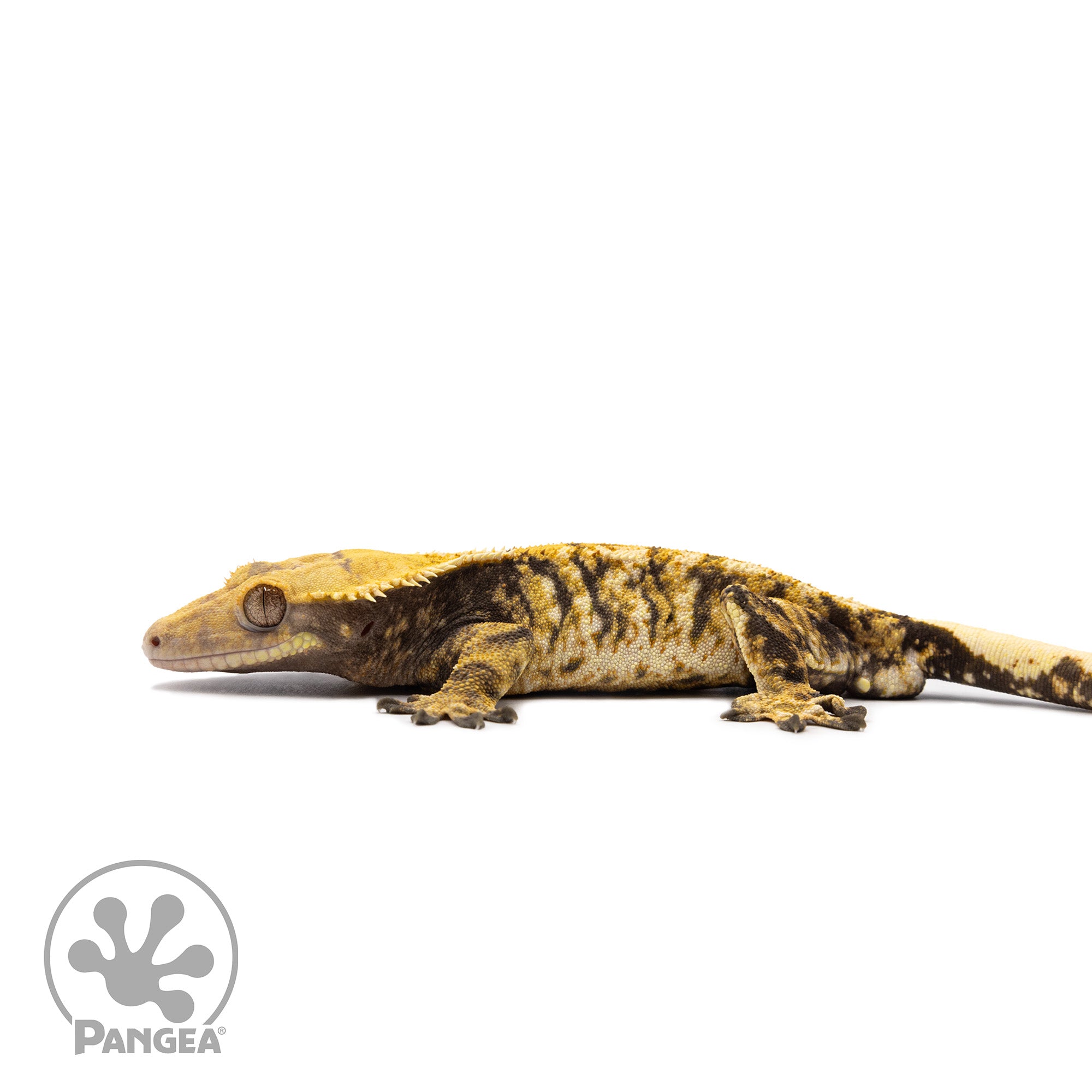 Male Tricolor XXX Crested Gecko Cr-2712 facing left