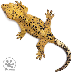 Female Super Dalmatian Crested Gecko Cr-2713 from above