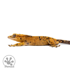 Male Super Dalmatian Crested Gecko Cr-2714 facing left