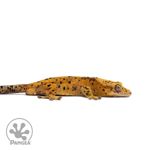 Male Super Dalmatian Crested Gecko Cr-2714 facing right