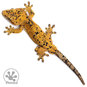 Male Super Dalmatian Crested Gecko Cr-2714 from above