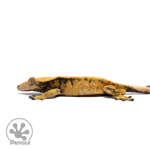 Male Tricolor XXX Crested Gecko Cr-2715 facing left