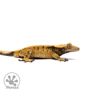 Male Tricolor XXX Crested Gecko Cr-2715 facing right