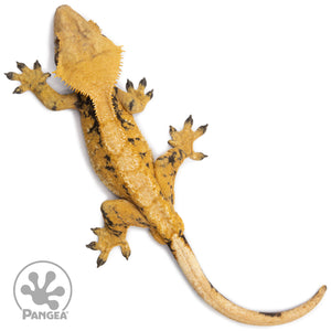 Male Tricolor XXX Crested Gecko Cr-2715 from above