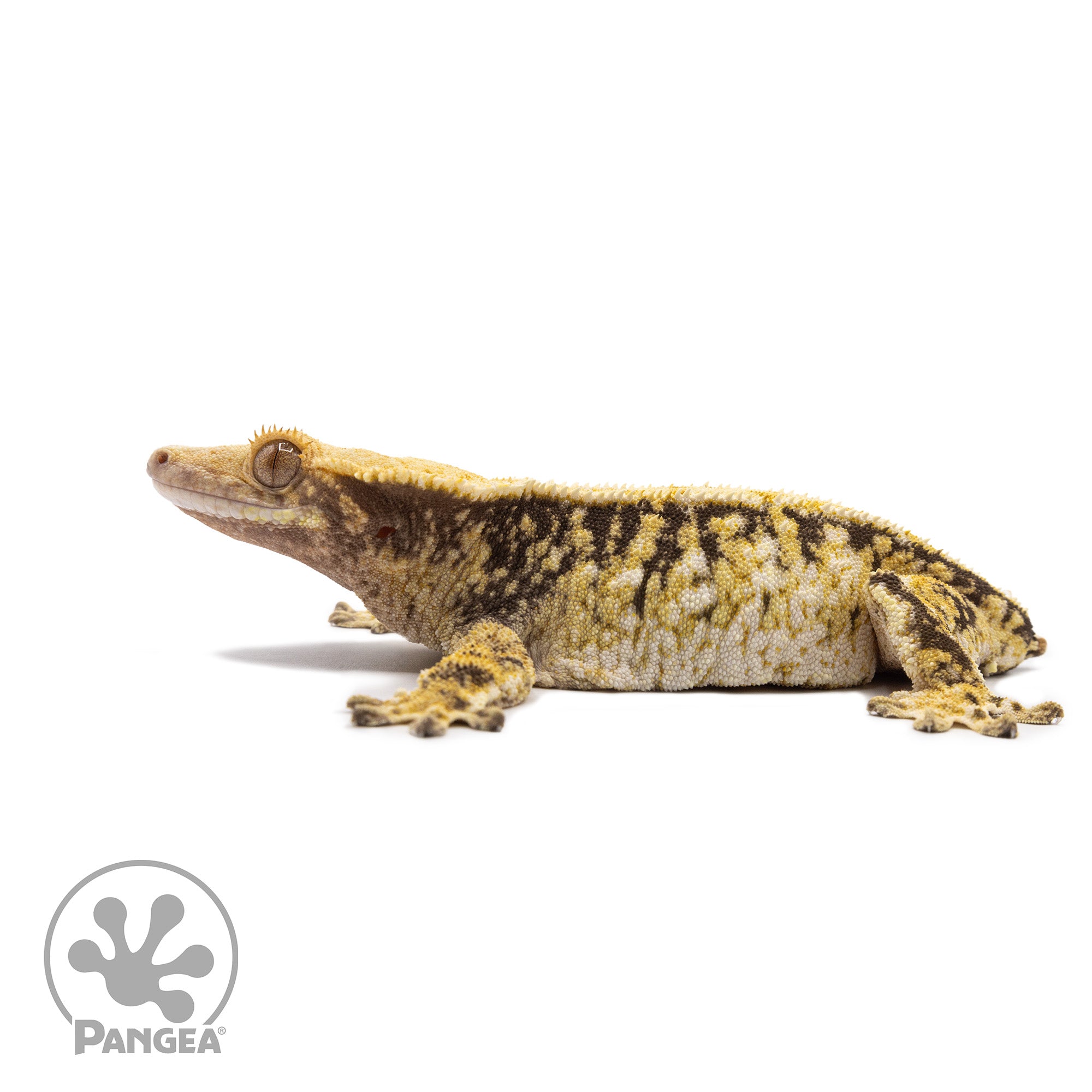 Female Tricolor Extreme Harlequin Crested Gecko Cr-2716 facing left