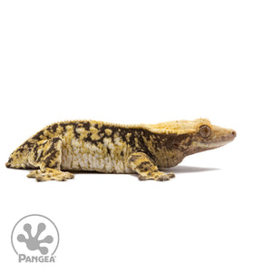 Female Tricolor Extreme Harlequin Crested Gecko Cr-2716 facing right