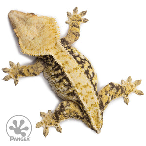 Female Tricolor Extreme Harlequin Crested Gecko Cr-2716 from above