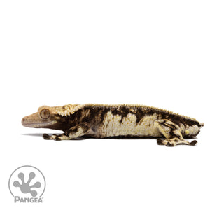 Male White Wall Crested Gecko Cr-2718 facing left