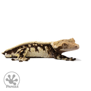 Male White Wall Crested Gecko Cr-2718 facing right