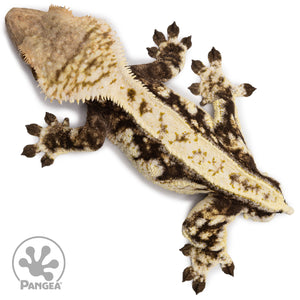 Male White Wall Crested Gecko Cr-2718 from above