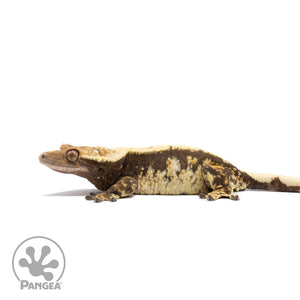 Female Extreme Harlequin Crested Gecko Cr-2719 facing left