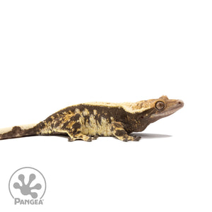 Female Extreme Harlequin Crested Gecko Cr-2719 facing right