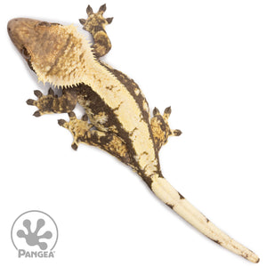 Female Extreme Harlequin Crested Gecko Cr-2719 from above